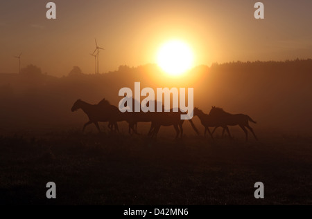 Görlsdorf, Allemagne, des silhouettes de chevaux galopant au lever du soleil Banque D'Images