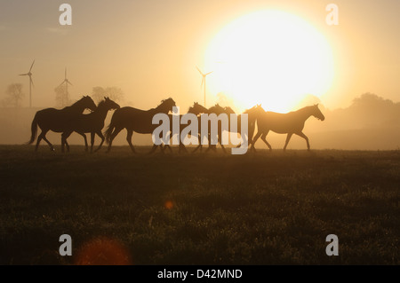 Görlsdorf, Allemagne, des silhouettes de chevaux trottant au lever du soleil Banque D'Images