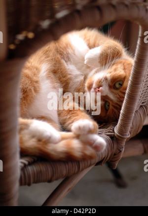 Berlin, Allemagne, un chat allongé sur un fauteuil en osier Banque D'Images