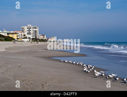 La sterne royale sur la plage de la promenade de Indialantic en Floride Banque D'Images