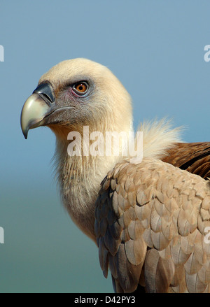 Vautour fauve Gyps fulvus, tête Banque D'Images