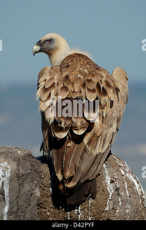 Vautour fauve, Gyps fulvus Banque D'Images