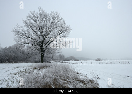 Alt Bork, Allemagne, paysage d'hiver avec arbres et champs enneigés Banque D'Images