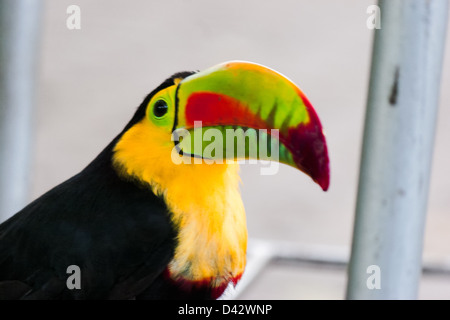 Un toucan à arc-en-portrait. Banque D'Images