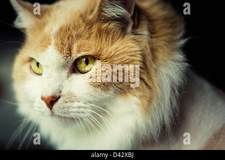 Un livre blanc et brun aux cheveux long cat regarde droit dans la caméra avec ses yeux d'or piercing Banque D'Images