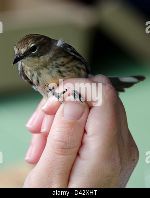 Myrtle warbler est bagué, l'Acadia National Park, Maine Banque D'Images