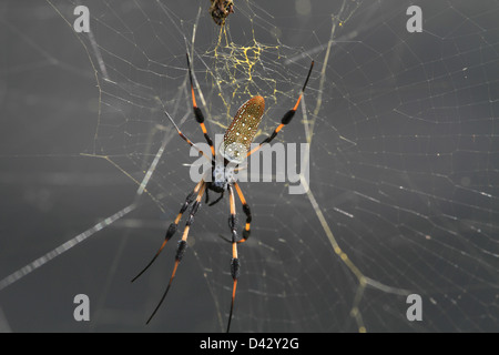 Golden Orb Weaver Spider Silk Banque D'Images