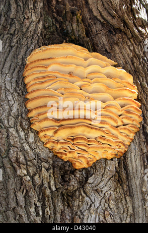 Le nord de l'arbre denté Polypore champignons / champignon poussant sur un érable Banque D'Images