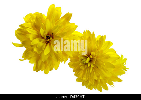 Rosée du matin d'automne goutte d'eau sur une fleur dahlia jaune humide bloom isolé sur fond blanc Banque D'Images
