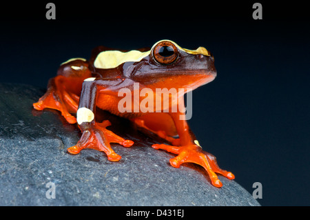 Rainette Clown / Dendropsophus leucophyllatus Banque D'Images