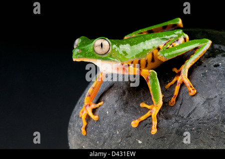 Pattes Orange grenouille Phyllomedusa hypochondrialis / feuille Banque D'Images