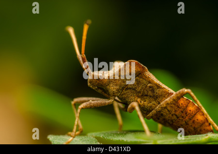 Extreme Macro Photo d'un bouclier Bug Banque D'Images