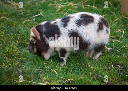 Kune Kune porcelet à Dorset en Février Banque D'Images