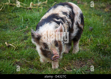 Kune Kune porcelet à Dorset en Février Banque D'Images