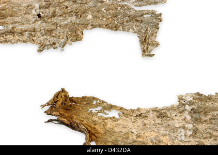 Fond de bois. La paix de l'écorce de bois isolated on white Banque D'Images