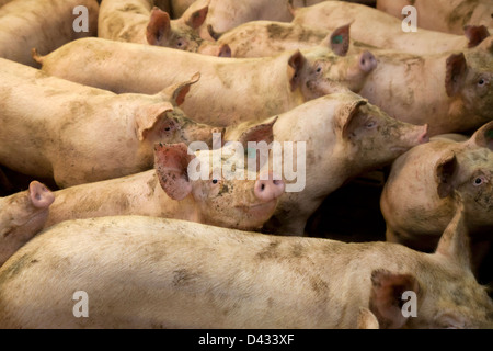 Borken, Allemagne, cochons dans une ferme porcine Banque D'Images