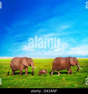 L'éléphant d'éléphants - famille sur savane africaine à Amboseli, Kenya, Africa Banque D'Images