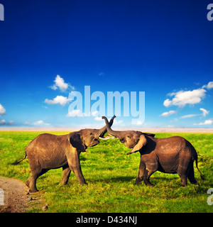 Deux jeunes hommes éléphants africains jouant avec leurs malles sur la savane africaine, dans le Parc national Amboseli, Kenya, Africa Banque D'Images