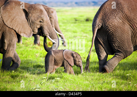 Bébé éléphant et de la famille sur la savane africaine dans le Parc national Amboseli, Kenya, Africa Banque D'Images