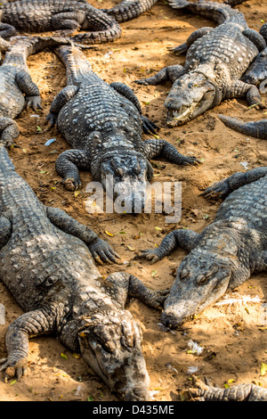 Crocodile, alligator sur un boeuf Banque D'Images