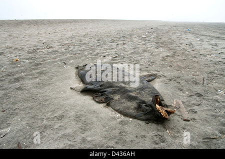 Perú. Lima. Sanctuaire d'oiseaux Pantanos de Villa.South American fur seal morts sur la plage. Banque D'Images