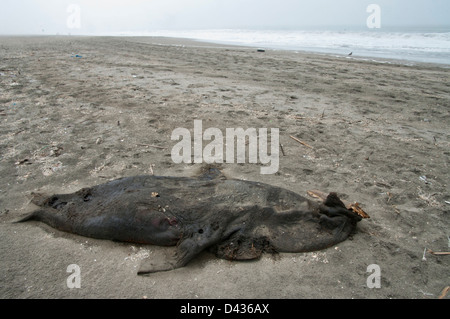 Perú. Lima. Sanctuaire d'oiseaux Pantanos de Villa.South American fur seal morts sur la plage. Banque D'Images