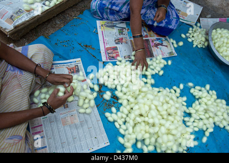 Les cocons de vers à soie tri femmes indiennes dans un village de l'Inde rurale. L'Andhra Pradesh, Inde Banque D'Images