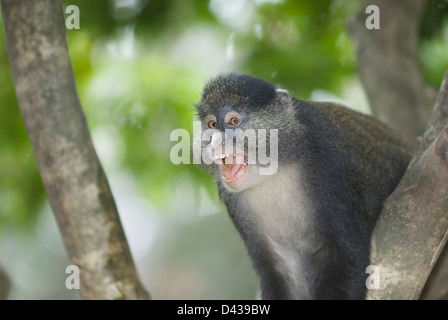 Red-Tailed Monkey, Cercopithecus ascanius. Vocalise dans un différend territorial avec une autre troupe de singe Banque D'Images