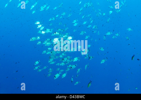 Diplodus vulgaris, hauts-fonds twobanded dorade royale, Croatie, Mer Méditerranée, le Parc National de Kornati Banque D'Images