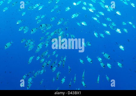 Diplodus vulgaris, hauts-fonds twobanded dorade royale, Croatie, Mer Méditerranée, le Parc National de Kornati Banque D'Images