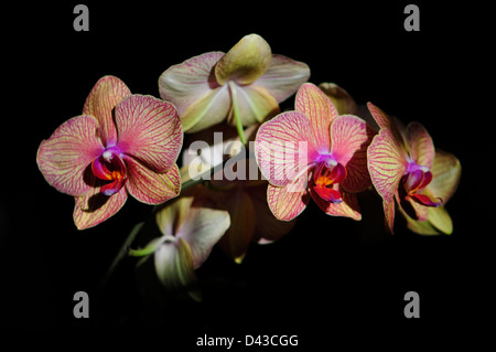 Variegated orchidées hybrides multi- Banque D'Images