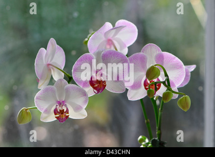 Double exposition d'orchidées à Moning Banque D'Images