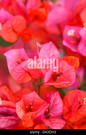 Bougainvilliers en fleurs rose Banque D'Images