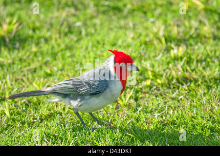 Le cardinal à huppe rouge sur l'île de Maui, Hawaii Banque D'Images