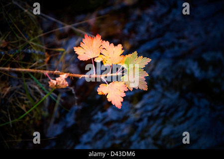 Les feuilles d'automne au bord de la rivière, Big Hill Springs Provincial Park, Alberta Canada Banque D'Images