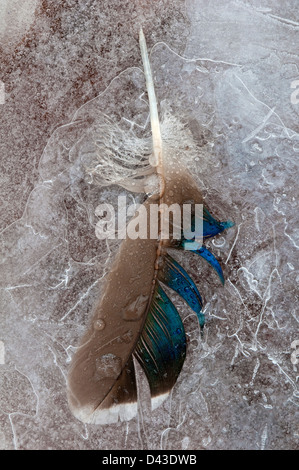 Drake Canard colvert Anas platyrhynchos feather congelé dans la glace de l'étang E USA Banque D'Images