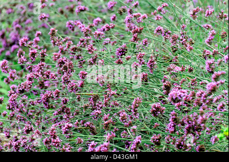 Verveine bonariensis fleur. Banque D'Images