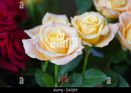 Jardin des roses Banque D'Images