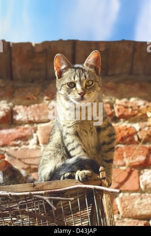 Belle kitty debout sur une vieille cage à oiseaux près du toit d'une maison abandonnée Banque D'Images