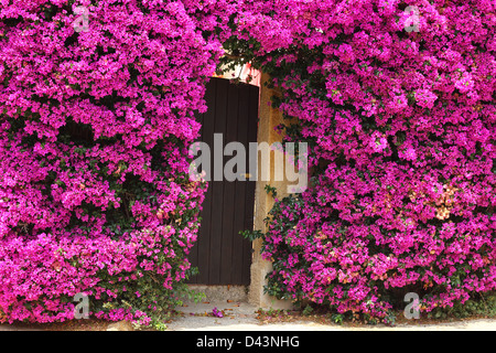 Porte fleuri dans l'île de Porquerolles. Français du sud typique - Entrée de la maison couverte de fleurs de bougainvillier. Banque D'Images