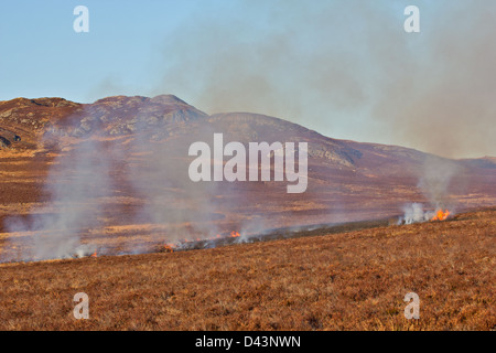 HEATHER BURNING EN ECOSSE AU COURS DU PRINTEMPS POUR CONTRÔLER LA POPULATION DE TIQUES ET D'ENCOURAGER UNE NOUVELLE CROISSANCE DANS LES PLANTES Banque D'Images