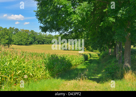 Tree-Lined Path par champ de maïs, Ostringen, Baden-Wurttemberg, Allemagne Banque D'Images