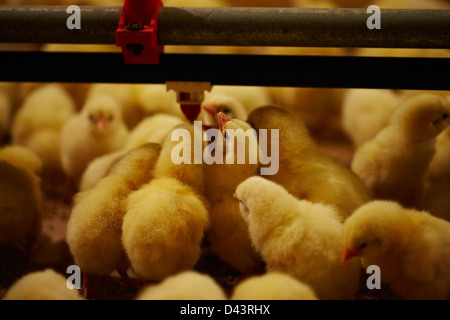 Les poulets de bébé et des tuyaux d'alimentation, de l'Ontario, Canada Banque D'Images