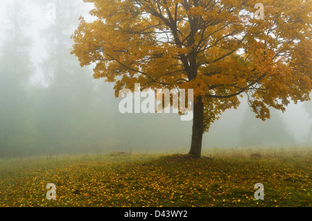 Érable dans le brouillard du matin, Jura souabe, Baden-Wurttemberg, Allemagne Banque D'Images