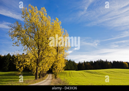 Les peupliers et les routes de campagne, de forêt-Noire-baar, Forêt-Noire, Bade-Wurtemberg, Allemagne Banque D'Images