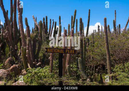 Parc national de signer et de cactus, le Parc national Arikok, Aruba, Lesser Antilles, Caribbean Banque D'Images