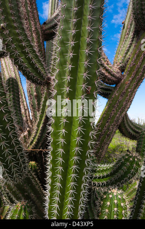 Close-up d'aiguilles sur Cactus, Aruba, Lesser Antilles, Caribbean Banque D'Images