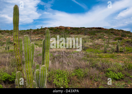 Paysage avec Cactus, Parc national Arikok, Aruba, Lesser Antilles, Caribbean Banque D'Images