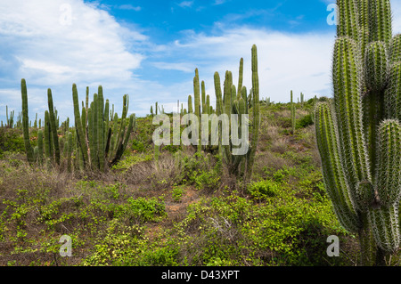 Paysage avec Cactus, Parc national Arikok, Aruba, Lesser Antilles, Caribbean Banque D'Images