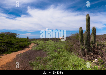 Scenic avec chemin et Cactus, côte nord de l'Aruba, Lesser Antilles, Caribbean Banque D'Images